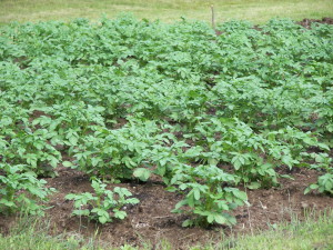 Growing Potatoes