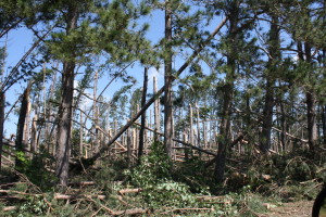 Damaged Trees - Storm 2013