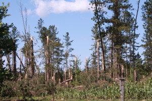 Damaged Trees - Storm 2013